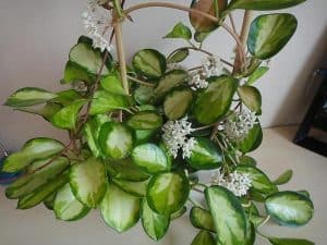 Hoya australis lisa
