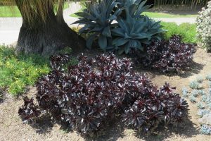 aeonium arboreum zwartkop