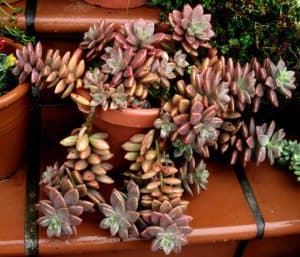 Graptosedum Vera Higgins Care