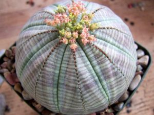 Euphorbia obesa (Baseball Plant) 2