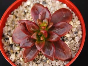 Echeveria Compressicaulis tips