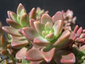 Graptosedum Vera Higgins Care