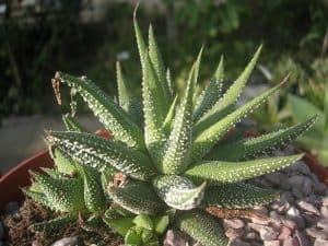 Haworthia concolor succulent 3