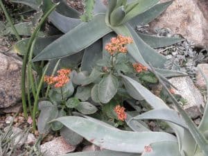 Kalanchoe Blossfeldiana Care