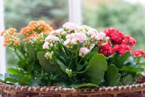 Kalanchoe Blossfeldiana Care