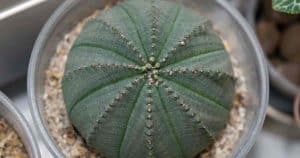 Euphorbia obesa (Baseball Plant) 2