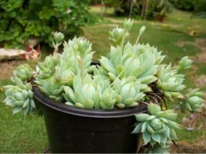 Graptopetalum macdougallii care