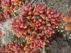 Graptosedum Vera Higgins Care