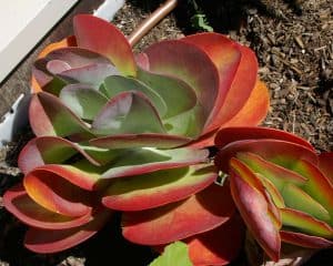 Kalanchoe luciae (Paddle Plant)