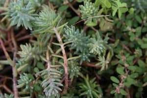 Sedum reflexum (Jenny's stonecrop)