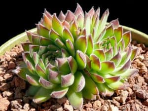 sempervivum jovibarba heuffelii