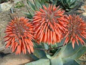 Aloe mitriformis (the rubble aloe)