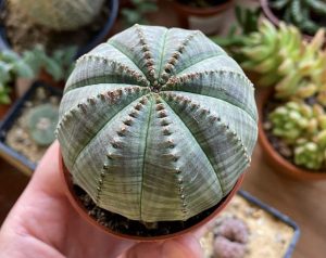 Euphorbia obesa (Baseball Plant)