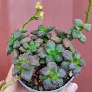 Echeveria Compressicaulis tips