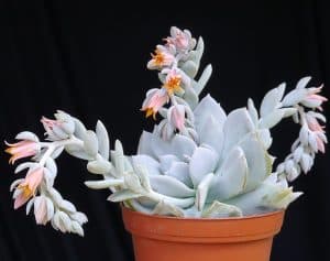 Echeveria cheyenne heart shaped