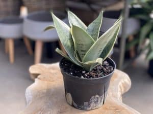 Sansevieria Night Owl - Snake plant