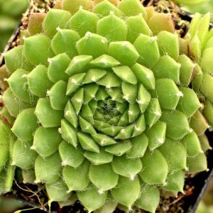 Sempervivum Spring Beauty  Care