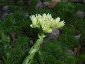 sempervivum jovibarba heuffelii