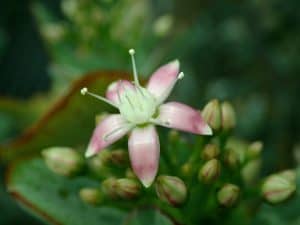 Crassula arborescens ripple jade