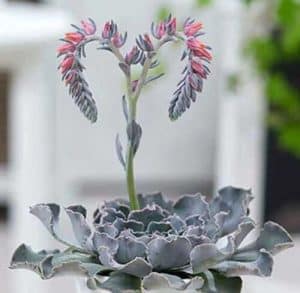 Echeveria cheyenne heart shaped