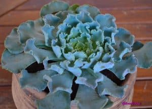 Echeveria cheyenne heart shaped