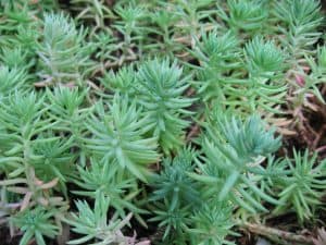 Sedum reflexum (Jenny's stonecrop)