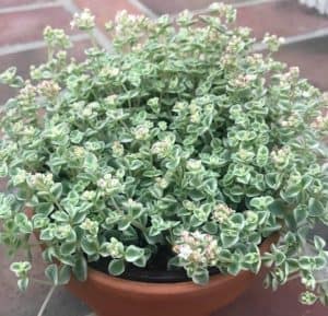 sedum little missy succulent care