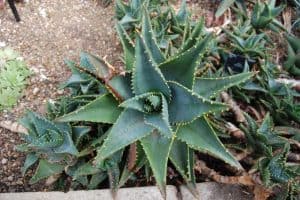 Aloe mitriformis (the rubble aloe)