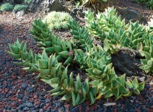 Aloe mitriformis (the rubble aloe)