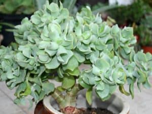 Crassula arborescens ripple jade