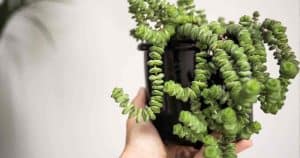 Crassula rupestris (Kebab Bush Plant) 4