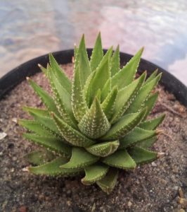 Haworthia fasciata (Zebra Succulent)