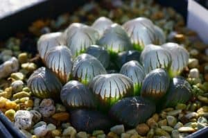 Haworthia obtusa (Mini Aloe Plant)