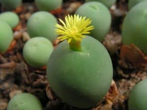 Conophytum calculus (Marble Buttons)