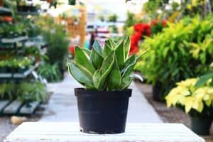 Sansevieria Night Owl - Snake plant