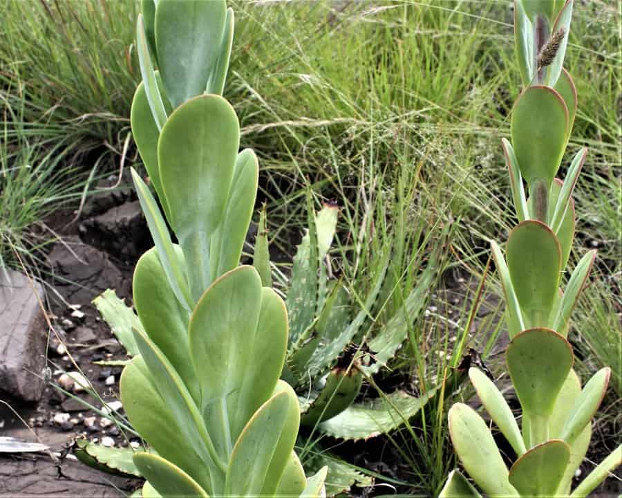 kalanchoe thyrsiflora care (flapjack plant)