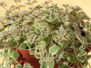 sedum little missy succulent care