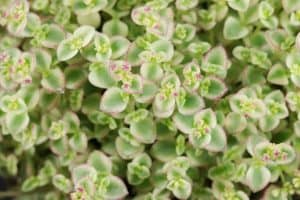 sedum little missy succulent care