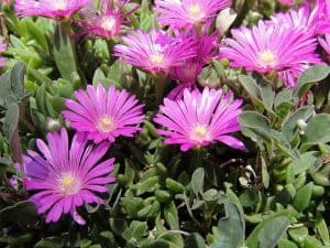 Delosperma cooperi - cooper's ice plant