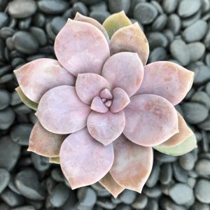 Graptopetalum pentandrum ghost plant