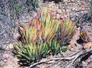 Haworthia fasciata (Zebra Succulent)