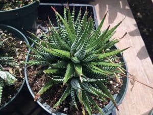 Haworthia fasciata (Zebra Succulent)