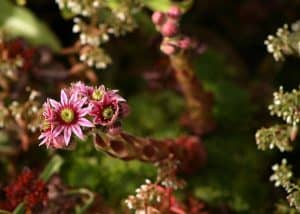 Sempervivum tectorum (Common Houseleek)