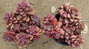 graptosedum alpenglow - pink succulent