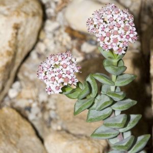 Crassula rupestris (Kebab Bush Plant)