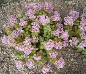 Crassula rupestris (Kebab Bush Plant) 4