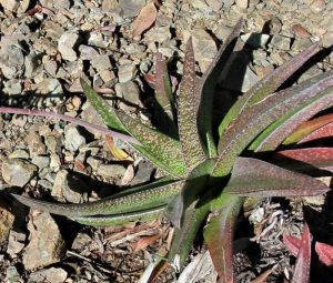 Dune Gasteria-Gasteria acinacifolia