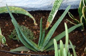 Dune Gasteria-Gasteria acinacifolia