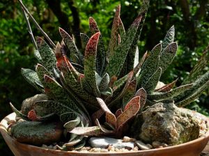 Gasteria bicolor-lawyer's tongue plant