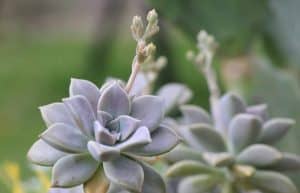 Graptopetalum paraguayense - ghost plant 2